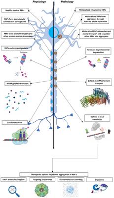 Phase separation and pathologic transitions of RNP condensates in neurons: implications for amyotrophic lateral sclerosis, frontotemporal dementia and other neurodegenerative disorders